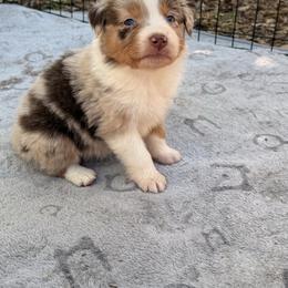 Peep - Red merle female Australian Shepherd puppy in Placerville, California from BFF Aussies
