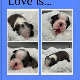 Reuben James - Seal and white male Boston Terrier puppy in Jacksonville, Florida from Trail’s End Boston Terriers
