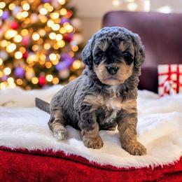 Jovie - Blue merle female Bernedoodle puppy in Sparta, Missouri from Sis' Doodles & Poodles