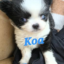 Puppy 1 - Black and white male Chihuahua puppy in Springfield, Missouri from Casadelopez Tails