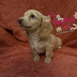 Cream collar - Cream male Dachshund puppy in Mt. Pleasant, Texas from The Spotted Doxie