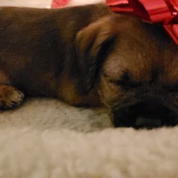 Border Terrier Puppies from Cornerstone Border Terriers