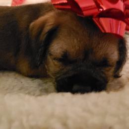 Border Terrier Puppies from Cornerstone Border Terriers