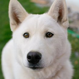 Maya - Siberian Husky