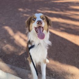 Trejo - Miniature American Shepherd