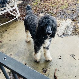 Mav - Poodle
