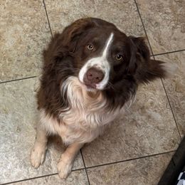 Copper - Australian Shepherd