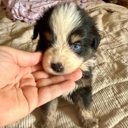 Lavender - Black tri female Miniature American Shepherd puppy in Gatesville, Texas from Southern Promise Aussie’s
