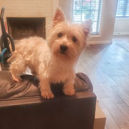Cotton - West Highland White Terrier