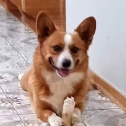 Fred - Pembroke Welsh Corgi