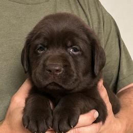 Hercules Mulligan - Chocolate male Labrador Retriever puppy in Morriston, Florida from Penny Lane Labradors