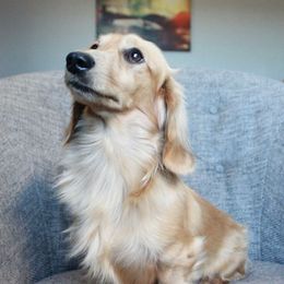 Skywalker - Dachshund