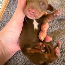 Brute - Chocolate and tan male Dachshund puppy in Irving, Texas from DFW Dachshunds by G & S