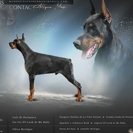 Doberman Pinscher puppies from Makkr Ridge Dobermans LLC