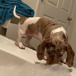 Clover - Dachshund