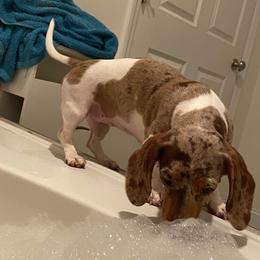 Clover - Dachshund