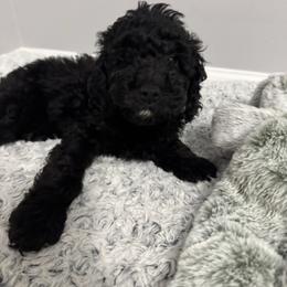 Male 1 - Black male Cockapoo puppy in Dahlonega, Georgia from Loveable Cockapoos