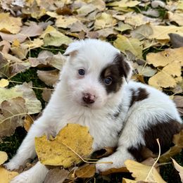 Girl 5 Red Tri Rough Coat - Tri-color female Border Collie puppy in Centerville, Washington from Forthright Farms