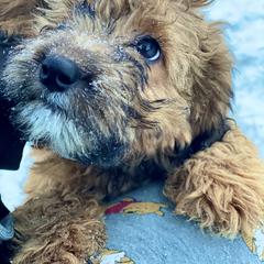 Girl 1 - Whoodle puppy in Wisconsin from Whoodles of the Valley