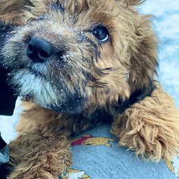 Girl 1 - Whoodle puppy in Wisconsin from Whoodles of the Valley