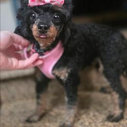 Prada - Phantom female Poodle puppy in Casselberry, Florida from McIntosh Toy Poodles