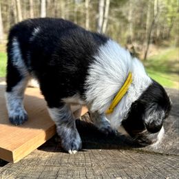 Sunny - Tri-color Border Collie puppy in Rickman, Tennessee from Roaring River Border Collies