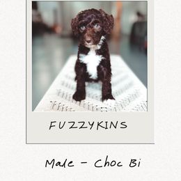 Fuzzykins - Brown and white male Bernedoodle puppy in Jackson, Missouri from Pincksten Family Doodles
