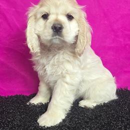 Juliet - Buff and white female Cocker Spaniel puppy in Greers Ferry, Arkansas from Lake Area Cuddly Cockers