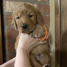 Pretzel - Golden male Golden Retriever puppy in Portland, Oregon from Joyfully Golden