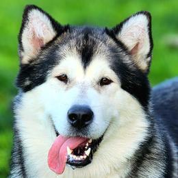 Alaskan Malamutes from Aurora Borealis Kennels