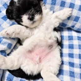 Oreo - Black and white female Shihpoo puppy in Sumter, South Carolina from DWS KENNEL SERVICES
