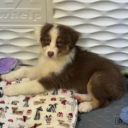 Enchilada - Red tri-color male Australian Shepherd puppy in Anniston, Alabama from All Hale Aussies