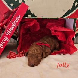 Jolly - Red  male Goldendoodle puppy in Haughton, Louisiana from Bailey’s Cajun Canines