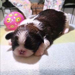 Marigold(Mari) - Brindle and white female Shih Tzu puppy in North Carolina from WillowCreek Mountain View Shih Tzu