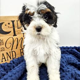 Sage - Black and white male Bernedoodle puppy in Granton, Wisconsin from Rose River Farms