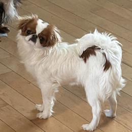 Karma - Red and white female Japanese Chin puppy in Tularosa, New Mexico from Briarlea Japanese Chin
