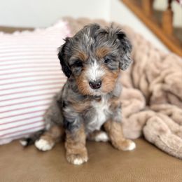 Mr. Howell - Blue merle male Bernedoodle puppy in Idaho Falls, Idaho from Idahome Doodle