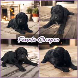 Black Female Cavapoo - Black female Cavapoo puppy in Harrah, Oklahoma from Sunshines Pomeranians & Cavapoos