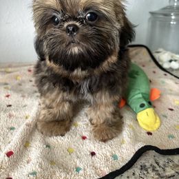 Shih Tzu puppies from Mosley Kennel Shih Tzu