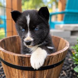 Dain - Black and white male Siberian Husky puppy in Oakwood, Ohio from Moonlight Siberian Huskies