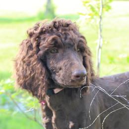 Poodle Puppies from Poodles of Willow Glade