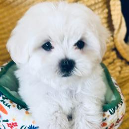Casper - White male Maltese puppy in Apache Junction, Arizona from Cindy and Tim's Maltese