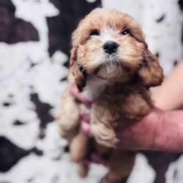 Flannel - Red female Cavapoo puppy in Woodleaf, North Carolina from Circle T Ranch K9s