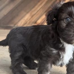 Havanese from Natalie’s Havanese