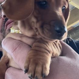 Dachshund Puppies from Witchy Woman’s Wiener’s