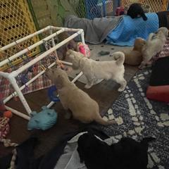 Double Doodle Puppies from North Texas Golden Mountain Doodles