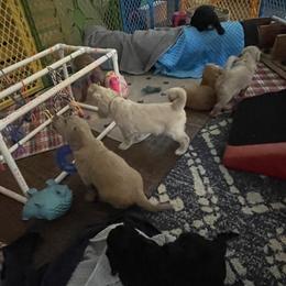 Double Doodle Puppies from North Texas Golden Mountain Doodles