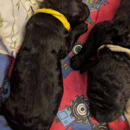 Wes - Blue male Poodle puppy in Killingly, Connecticut from Isfahel Kennels