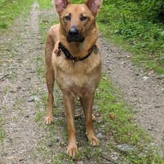 Chinook All Grown Up from Ferncroft Chinooks