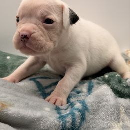 Flare - White female Boxer puppy in Oak Lawn, Illinois from Chicago Boxers & Yorkies
